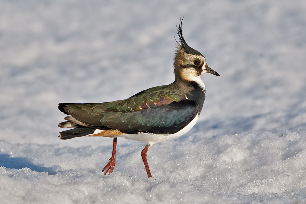 Pavoncella (Vanellus vanellus)